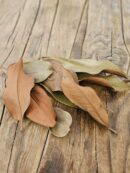 Feuilles de Magnolia - Box de 50 feuilles