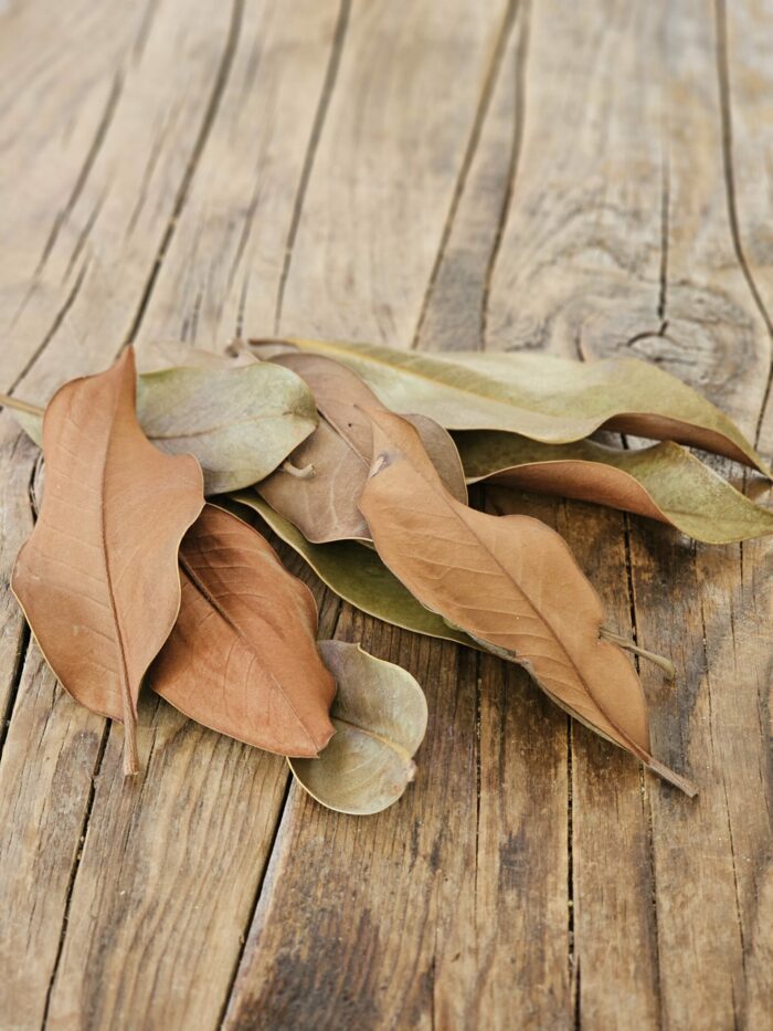 Feuilles de Magnolia - Box de 50 feuilles – Image 2