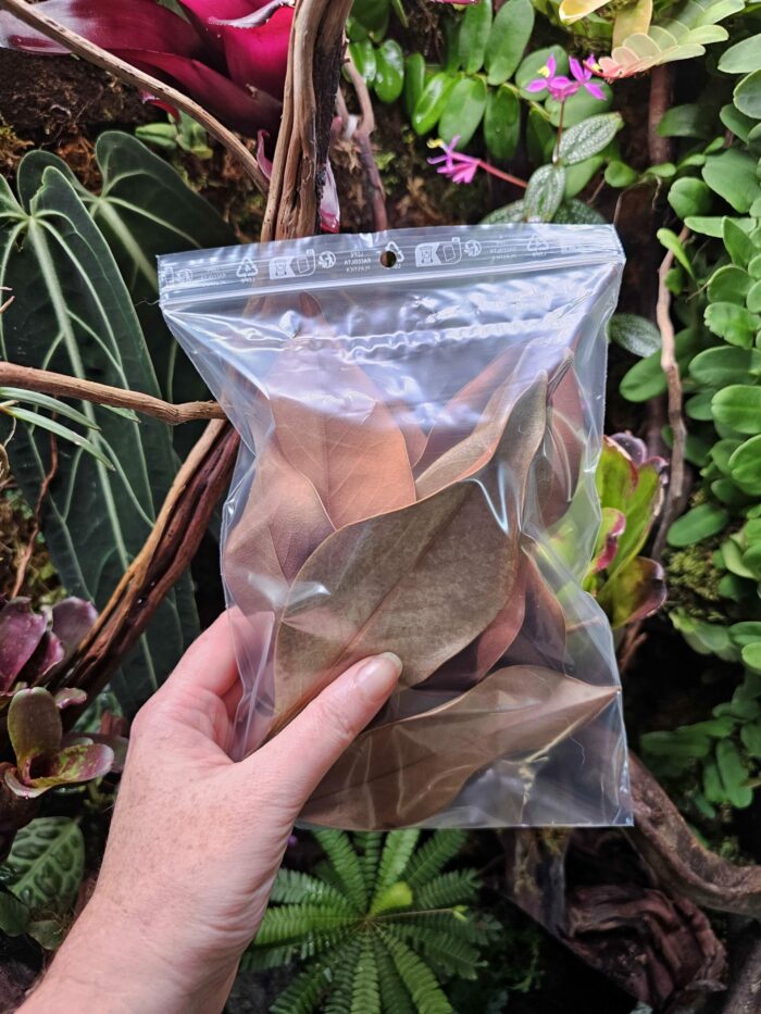Feuilles de Magnolia - Sachet de 10 – Image 3