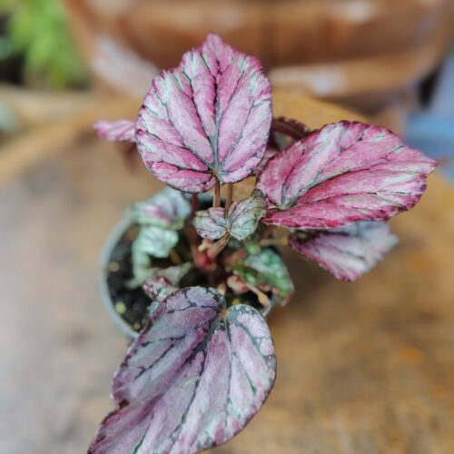 Begonia "Silver Lace"