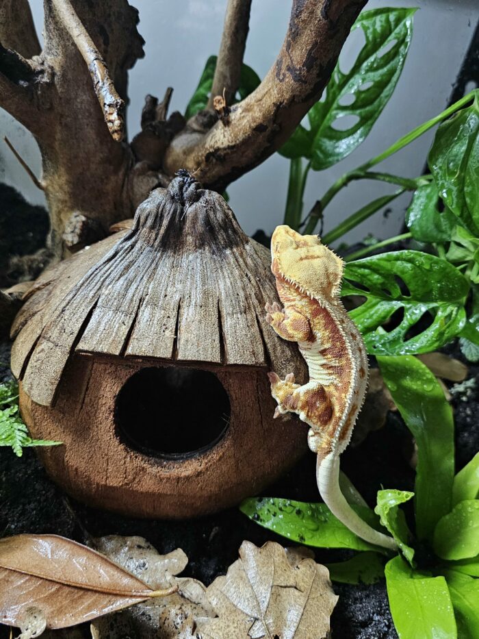 Maison "Anne" suspendue pour gecko à crête ou autre gecko