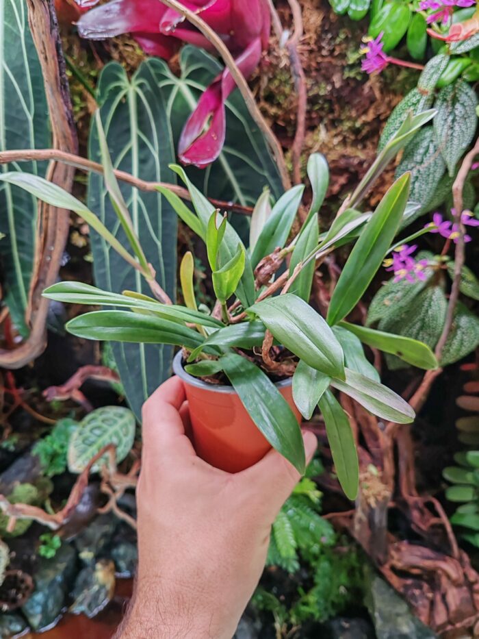 Orchidée - Bulbophyllum falcatum – Image 2