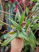 Orchidée - Bulbophyllum falcatum