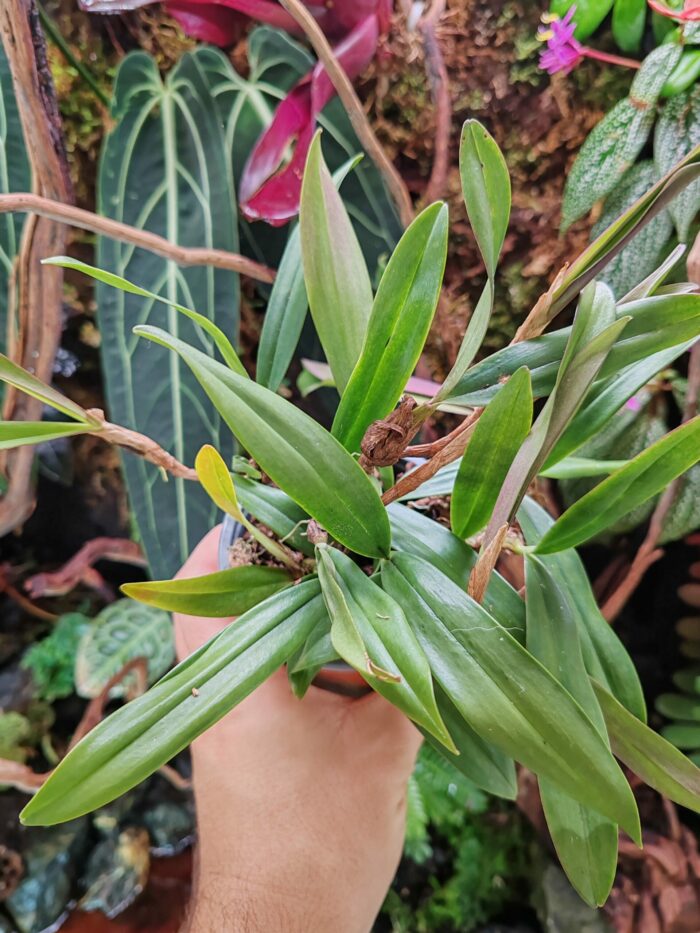 Orchidée - Bulbophyllum falcatum – Image 3