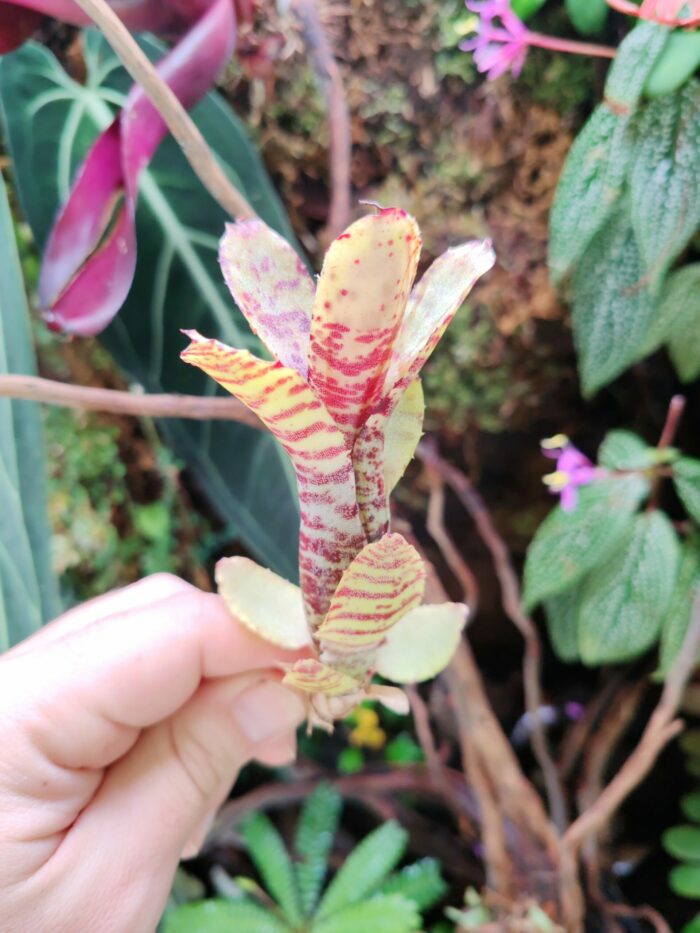 Neoregelia Akeso