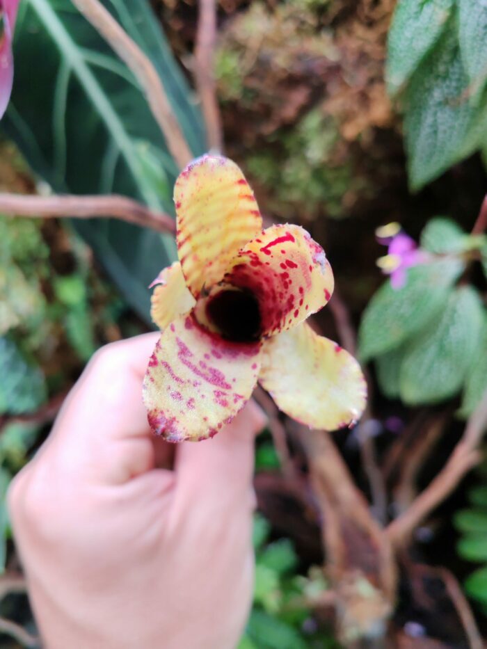 Neoregelia Akeso – Image 2