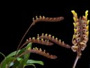 Orchidée - Bulbophyllum falcatum
