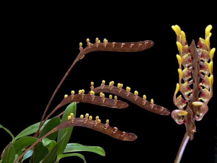 Orchidée - Bulbophyllum falcatum