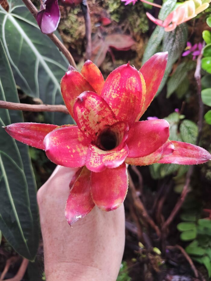 Neoregelia Gene McKenzie