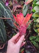 Neoregelia Gene McKenzie