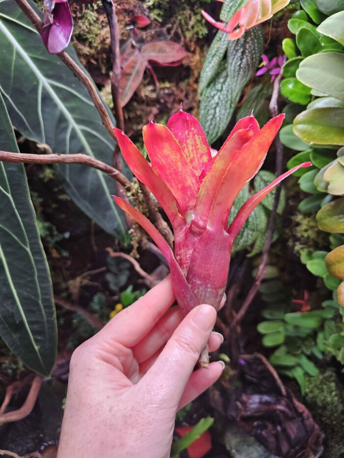Neoregelia Gene McKenzie – Image 2