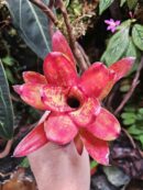 Neoregelia Gene McKenzie
