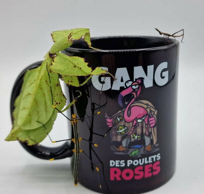 Tasse "Le gang des poulets roses"