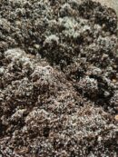 Boîte de collemboles tropicaux sur substrat