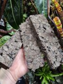 Lot de 3 supports en liège - Pour Orchidées, Neoregelia, Tillandsia...