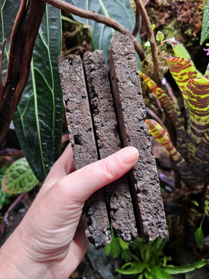 Lot de 3 supports en liège - Pour Orchidées, Neoregelia, Tillandsia... – Image 6