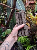 Lot de 3 supports en liège - Pour Orchidées, Neoregelia, Tillandsia...