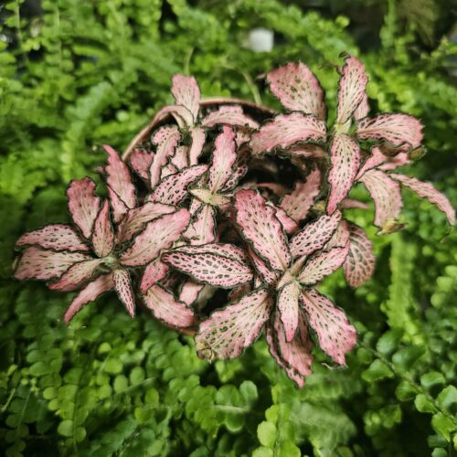 Fittonia MOSAIC PINK FOREST FLAME XL