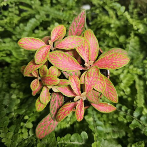 Fittonia MOSAIC SKELETON XL