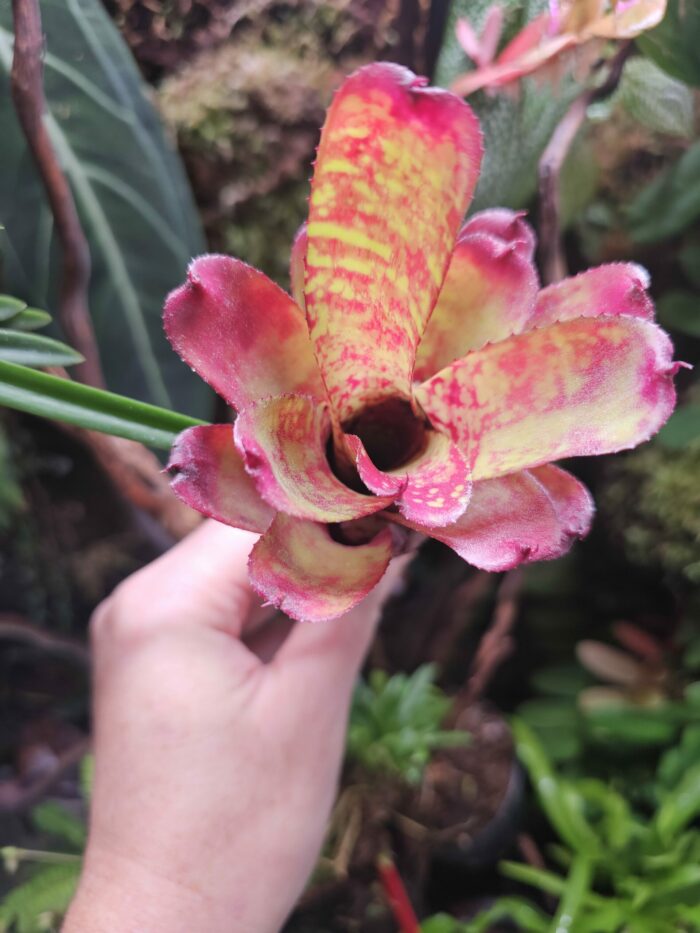 Neoregelia Night Spot x Tweedle Dee