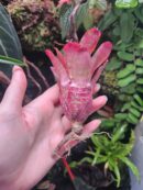 Neoregelia Night Spot x Tweedle Dee