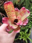 Neoregelia Night Spot x Tweedle Dee
