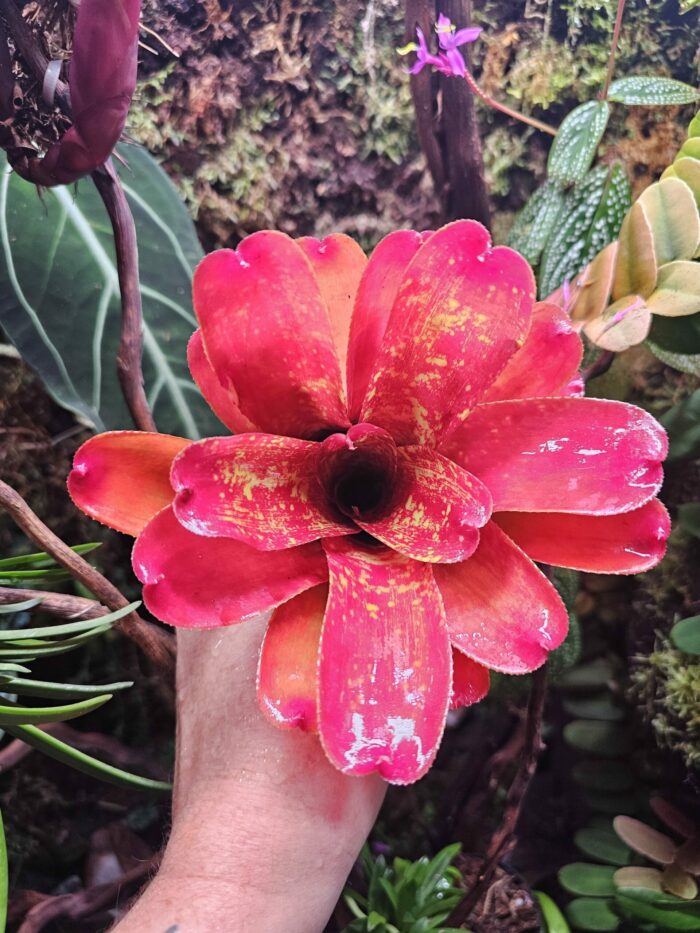Neoregelia More or Less