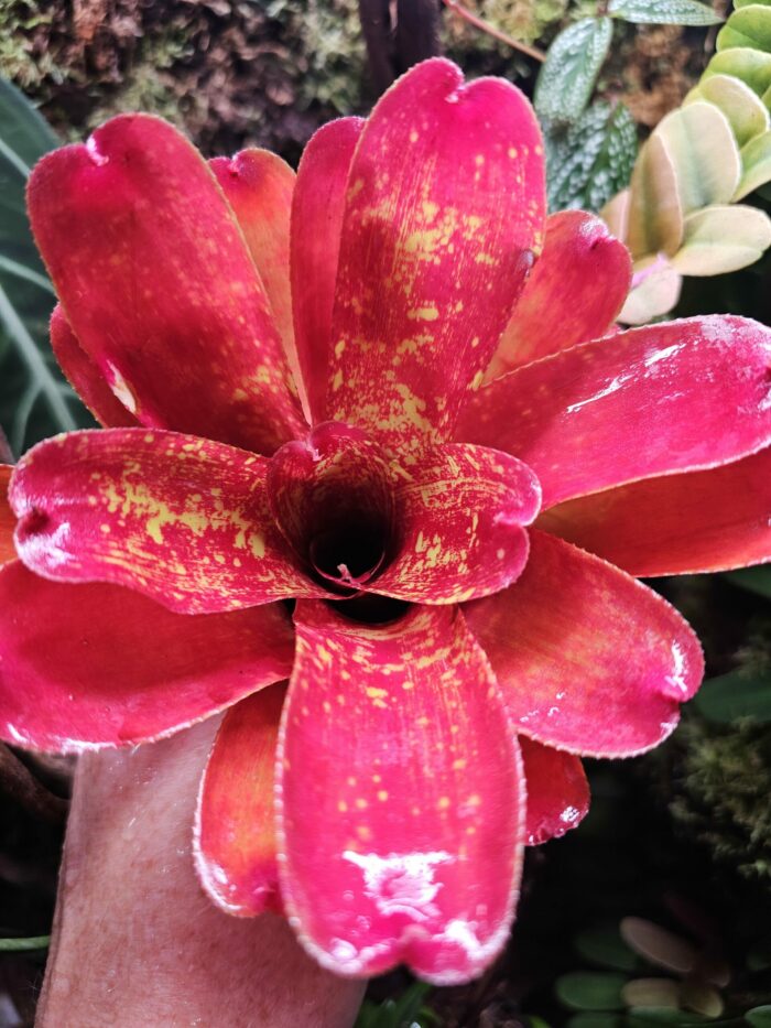 Neoregelia More or Less – Image 2