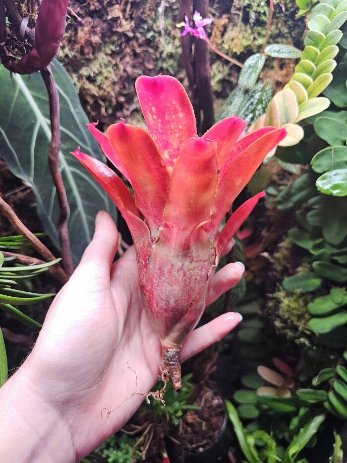 Neoregelia More or Less – Image 3