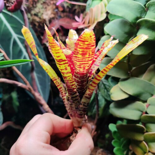 Neoregelia Ritzy Tiger