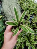Neoregelia Schultesiana "variegata"