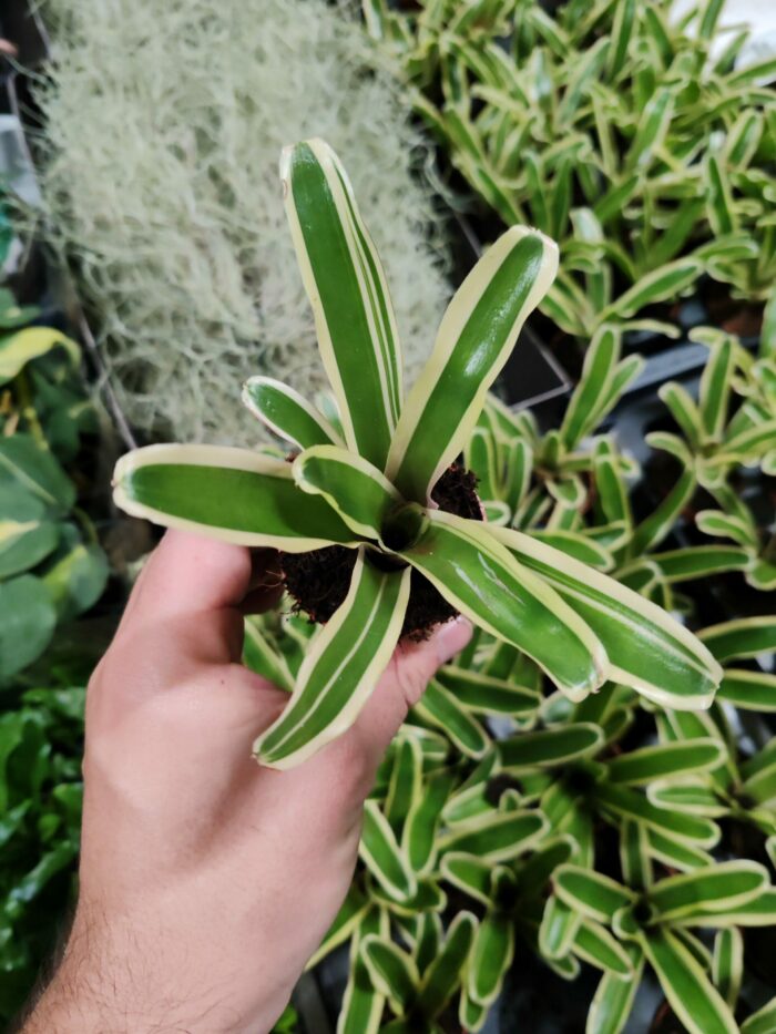 Neoregelia Schultesiana "variegata"