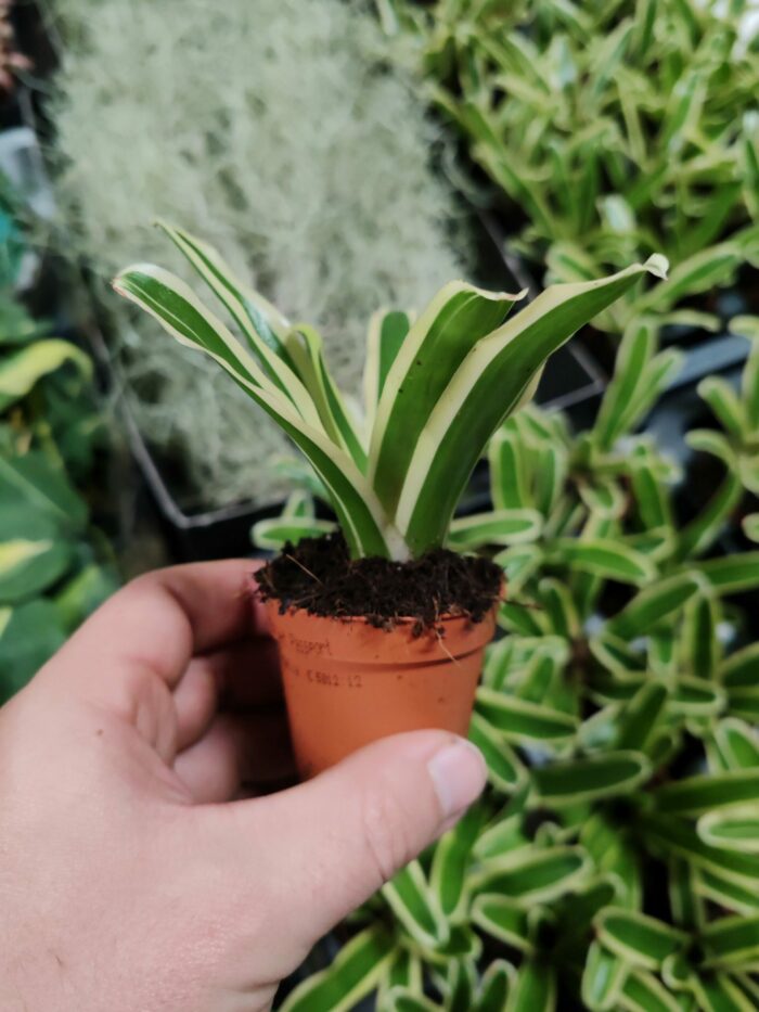 Neoregelia Schultesiana "variegata" – Image 2