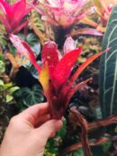 Neoregelia Eliza