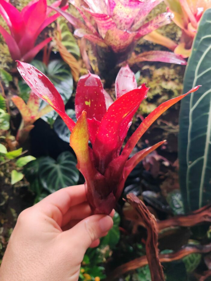 Neoregelia Eliza