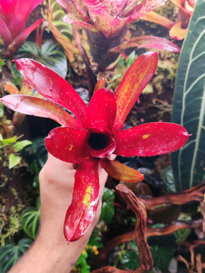 Neoregelia Eliza – Image 2