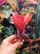 Neoregelia Dad's Special
