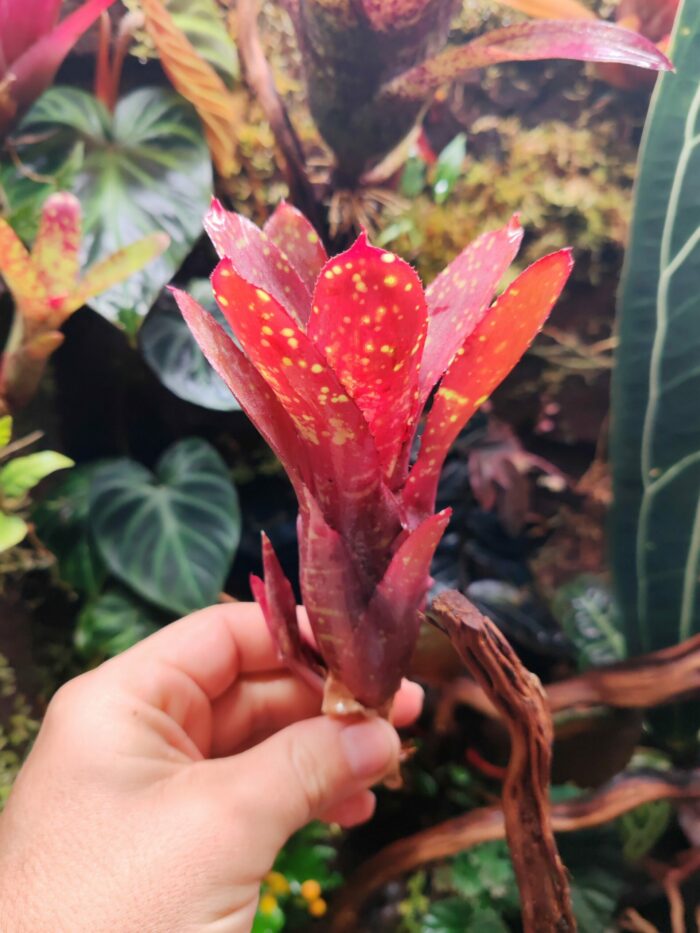 Neoregelia Dad's Special – Image 2
