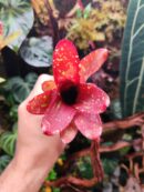 Neoregelia Dad's Special