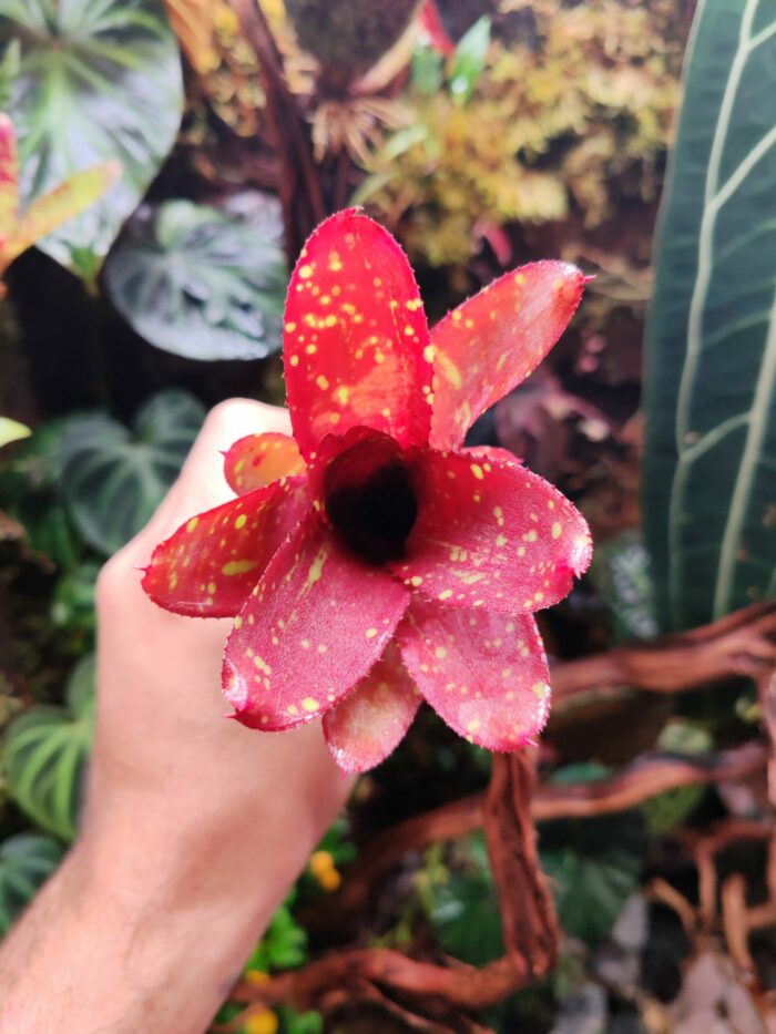 Neoregelia Dad's Special