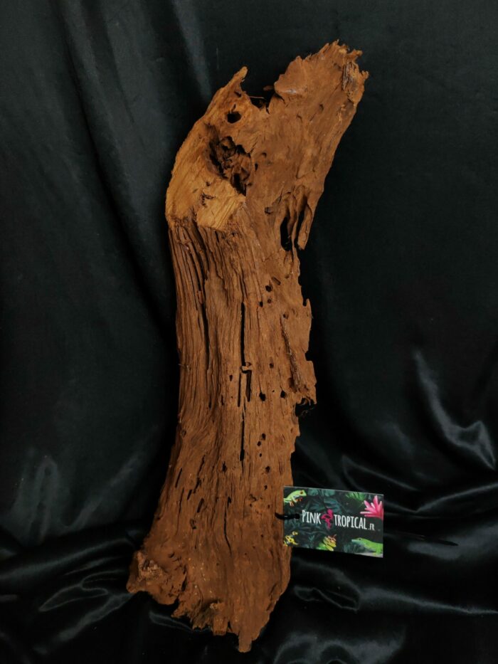 Racine de mangrove MG447 - 54x14x14cm – Image 2