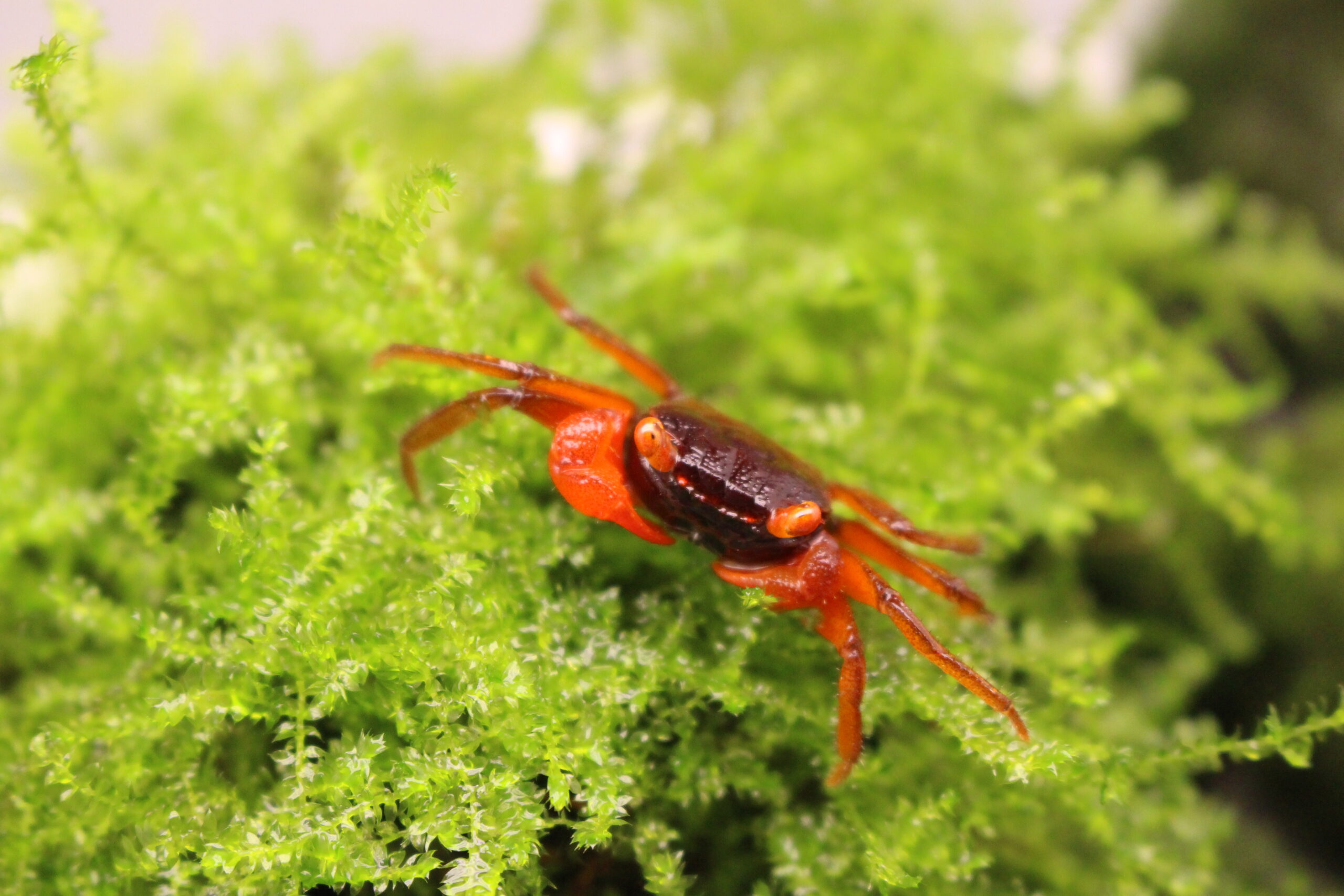 crab-red-tomato-geosesarma-sp