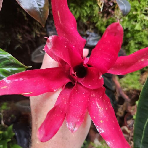 Neoregelia Honihoni