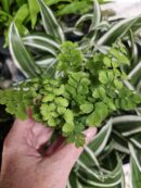 Adiantum raddianum 'Fritz-Luthi'