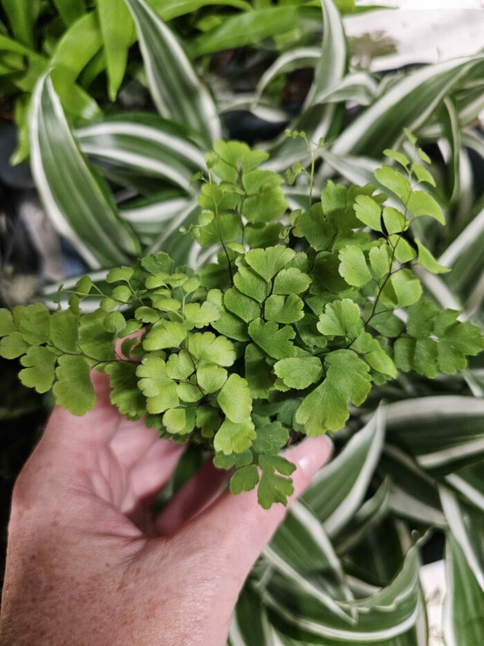 Adiantum raddianum 'Fritz-Luthi'