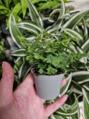 Adiantum raddianum 'Fritz-Luthi'