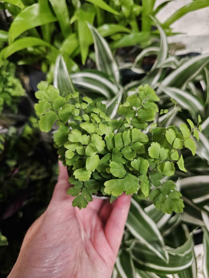 Adiantum raddianum 'Fritz-Luthi' – Image 3