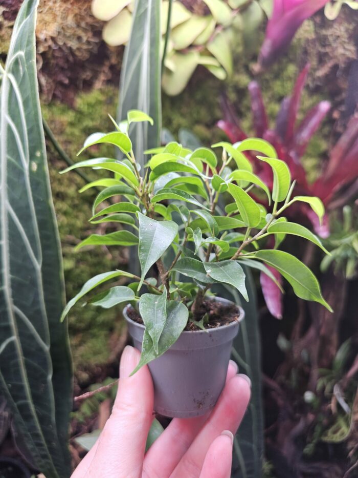 Ficus benjamina "Natasja"