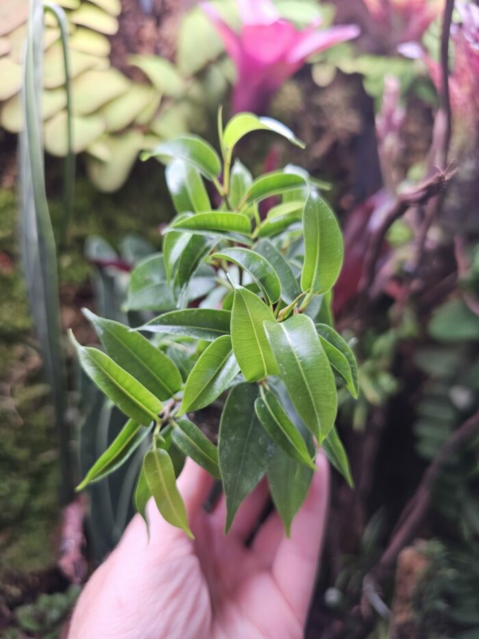 Ficus benjamina "Natasja" – Image 2