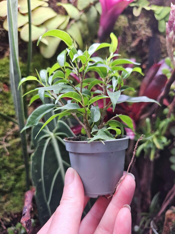 Ficus benjamina "Natasja" – Image 3